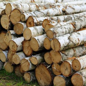 German Timber Company - Einkauf und Export von Laubholz